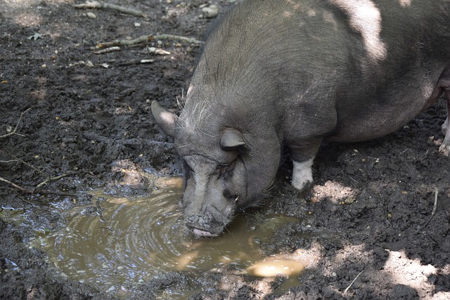 赢得了荣誉 赢得了荣誉